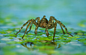 Wolf spider walking on the surface of a pond