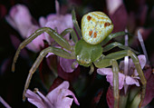 Chameleon spider