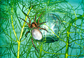 The aquatic spider ,Argyroneta aquatica
