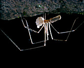 Female Pholcus sp. spider carrying her eggs