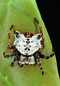 Unidentified spider resembling a bird dropping