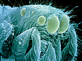 Col. SEM of head of zebra jumping spider,Salticus