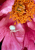 Close-up of crab spider in peony flower