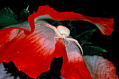 Close-up of crab spider in oriental poppy flower