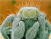 Col. SEM of head of zebra jumping spider,Salticus