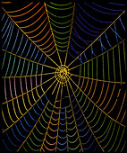 Coloured image of web of garden spider,Araneus