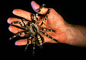 Tarantula (Poecilotheria regalis) on man's hand