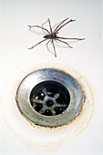 Spider in bath