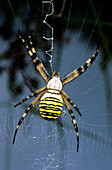 Orb weaver spider