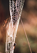 Spider's web