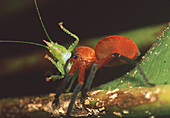 Spider eating katydid