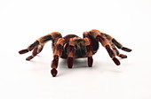 Tarantula