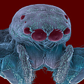 Jumping spider head,SEM