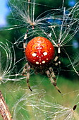 Orb weaver spider