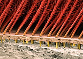 Tarantula hair,SEM