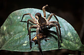 Wolf spider eating a cockroach