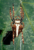 Orb weaver spider