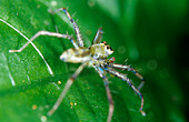 Spider on a leaf