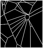 Web of spider exposed to chloral hydrate