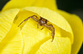 Crab spider