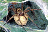 Nursery spider