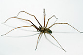 House spider