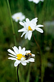 Crab spider feeding