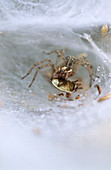 Labyrinth spider