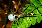 Wolf spider with egg sac