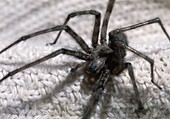 House spider