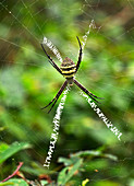 Female orb weaver spider