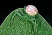 Crab spider on a leaf