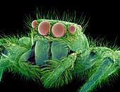 Jumping spider,SEM