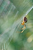 Orb web spider on its web