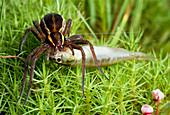 Female raft spider (Domedes fimbriatus)