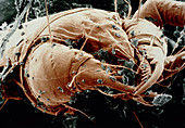 False-colour SEM of a dust mite,Dermatophagoides