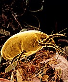 SEM of dust mite Dermatophagoides sp