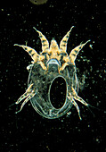 Light micrograph of the mite Psoroptes ovis