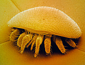 F/col SEM of a mite (Varroa) of the honeybee