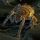 Coloured SEM of the Chigger mite,Trombicula
