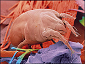 Coloured SEM of a dust mite,Dermatophagoides sp
