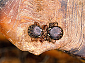 Close-up of two ticks on tortoise shell