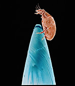 Coloured SEM of dust mite on the point of a needle