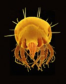 SEM of a dust mite