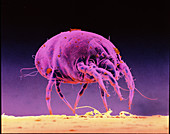 Coloured SEM of a dust mite