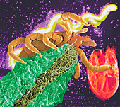 Composite image of a tick and a Borrelia bacterium