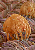 Dust mites