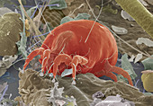 Dust mite,SEM