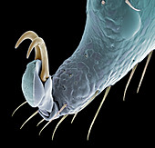 Tick's leg claw,SEM