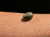 Female castor bean tick